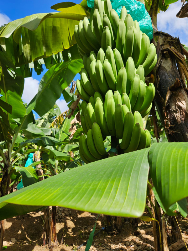 Banana Tree with Bananas