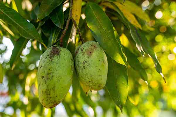 Mangoes