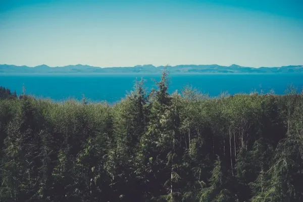 view above trees
