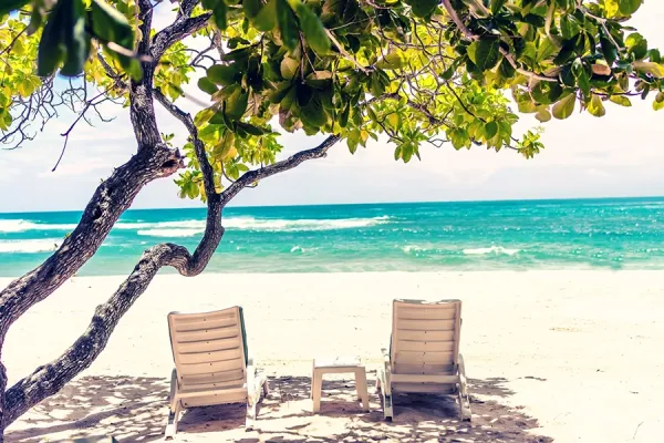 beach chairs under a palm tree